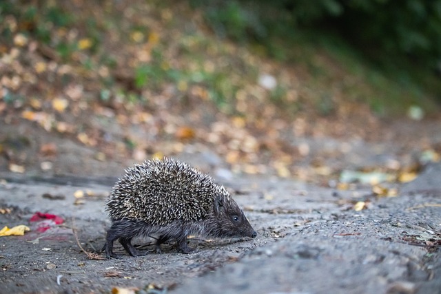 增加进球的 增加进球的