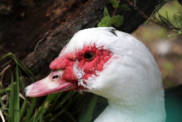 團隊運動 團隊運動