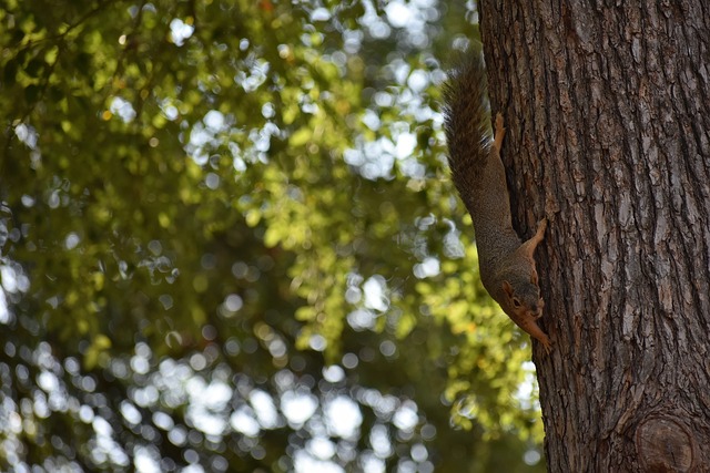 这为归化球 这为归化球